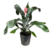 Aechmea Fasciata – Bromelia
